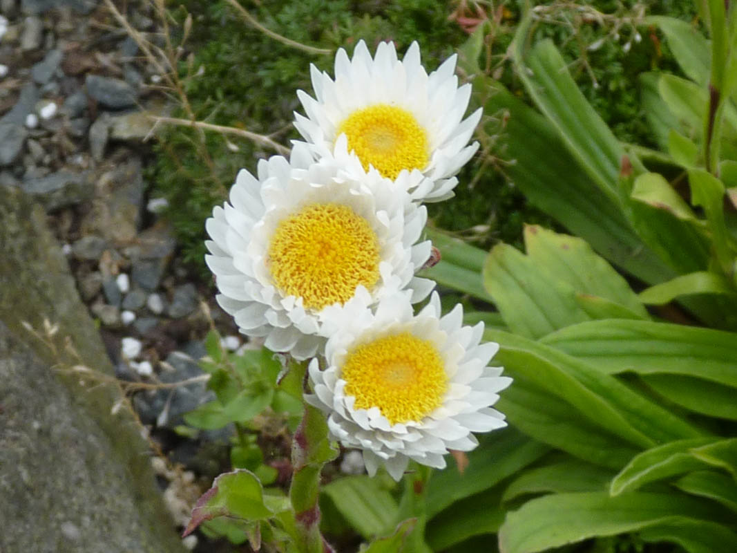 Helichrysum bellum en fleurs dans les prairies d'altitude du Cap oriental